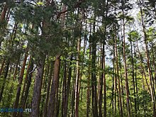 Координатор «ЛизаАлерт» рассказал, как нашли 94-летнюю пензячку