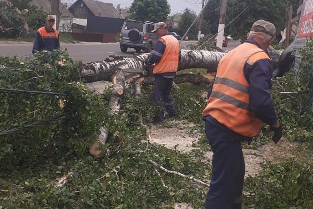 Шквалистый ветер повалил более 20 деревьев в Брянске