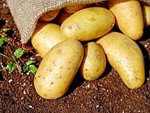 Новосибирские аграрии сообщили об ажиотажном спросе на семенной картофель