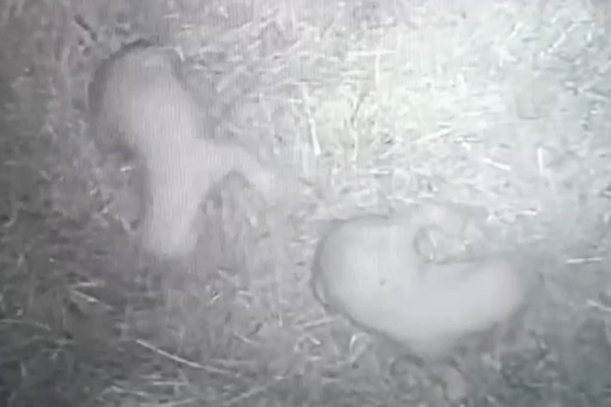 В Якутском зоопарке «Орто-Дойду» родились два белых медвежонка