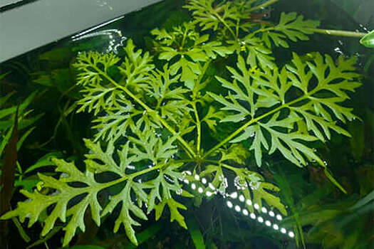 Суд в Приморье осудил двух китайцев за пересечение границы ради папоротника