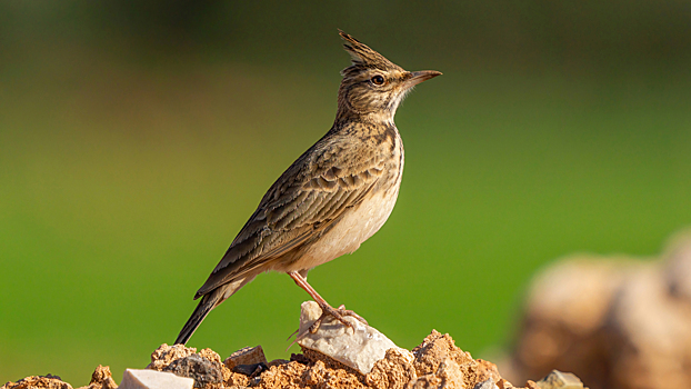 8 часов вокала и вес в полторы конфеты: 5 интересных фактов о жаворонках