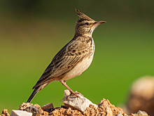 8 часов вокала и вес в полторы конфеты: 5 интересных фактов о жаворонках