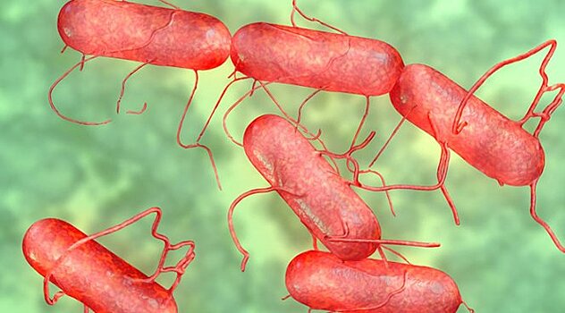 Ученые рассказали, как сальмонелла может спасти человека от рака