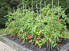 Чем заправить грядки с осени, чтобы томаты удивили урожаем в следующем году