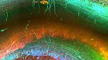 Новая технология показала мозг в красочной 3D-проекции