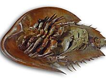 Эти «премилые» создания спасли не одну сотню людей