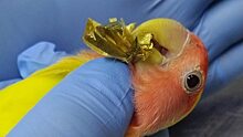 В Саратове ветврачи помогли попугаю слезть с крючка от подарочной упаковки
