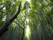 Кабмин России дополнил постановление об особенностях разрешительных режимов в лесной сфере