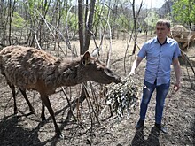 На уникальной ферме маралов в Приморье будет прибавление