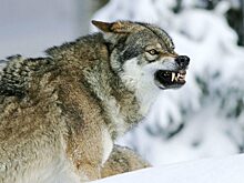 Под Красноуральском стая волков растерзала собаку