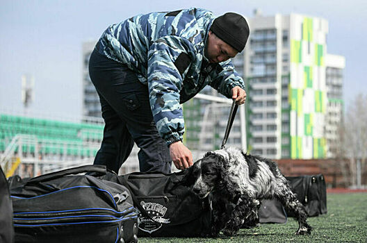 Служебных собак натаскают на наркотиках