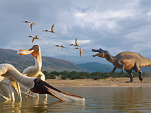 Новый вид птерозавра нашли в ископаемой рвоте