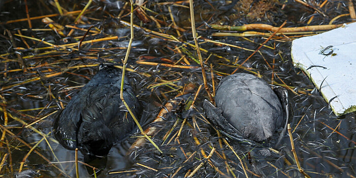 Массовую гибель уток и лебедей расследуют на Ставрополье