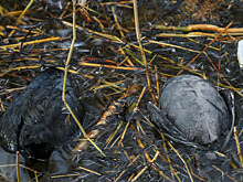 Массовую гибель уток и лебедей расследуют на Ставрополье