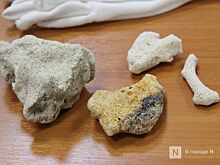 Крокодил в багаже