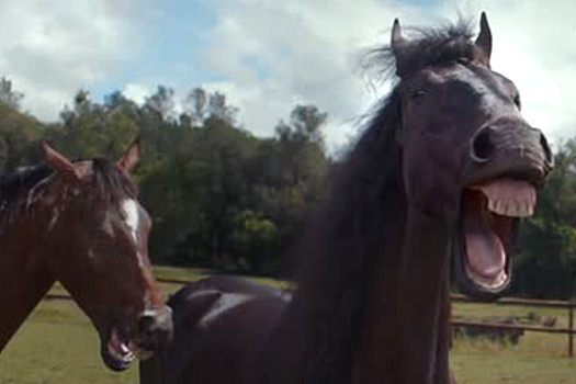 Лошади поржали над неумелым водителем в рекламе Volkswagen