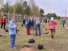 Первые 60 деревьев высажены в Дзержинске в рамках акции «Сад Памяти»