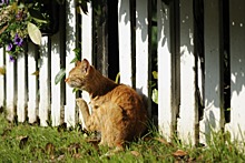 Раскрыт способ отвадить кошек от сада