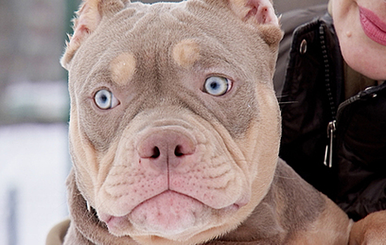 Два американских булли держат в страхе целый поселок в Подмосковье