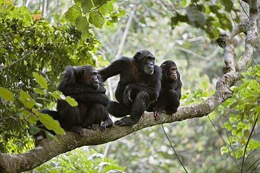 ООН признала способность шимпанзе раскалывать орехи культурным наследием