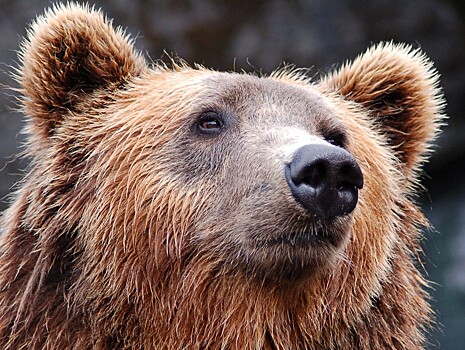 В Тверской области видели медведя рядом с летним лагерем отдыха для детей