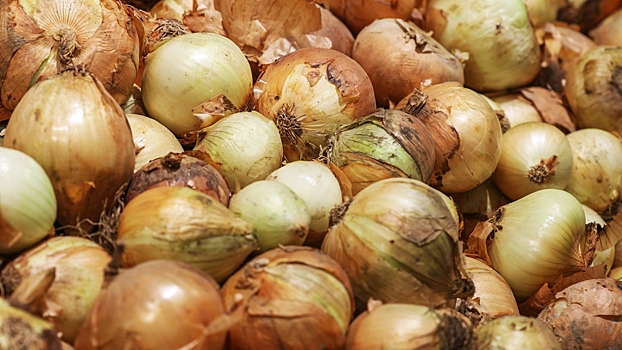 Рецепт удобрения для гигантского лука