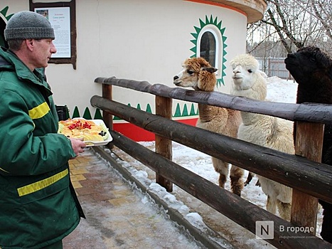 Нижегородский зоопарк «Лимпопо» начнет работать на час дольше с 8 марта
