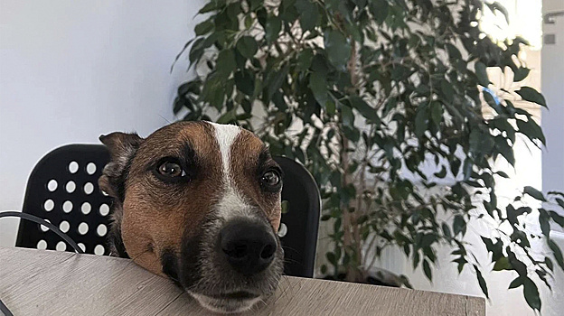 В салехардском приюте для животных «Дорога домой» пройдёт день открытых дверей