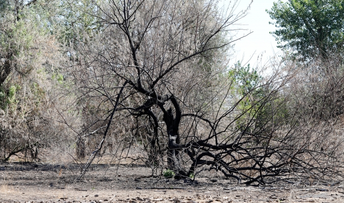 Леса в Волгоградской области недостаточно защищены от пожаров
