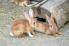 В Новосибирске изучили влияние излучения на ткани и органы кроликов