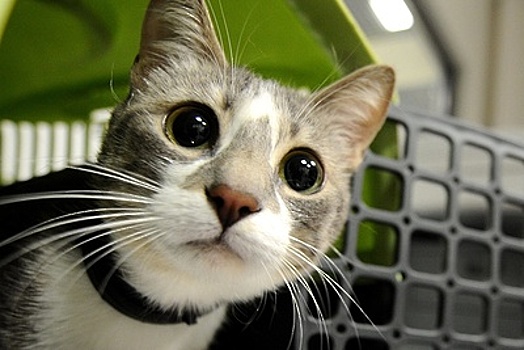 Переноска и ветпаспорт: в аэропорту Внуково напомнили о правилах перевозки животных