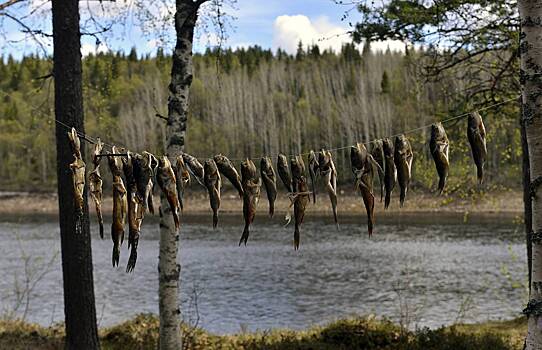 В России предложили продлить запрет на ловлю воблы из-за угрозы ее исчезновения