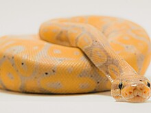 Специалист рассказал, каких рептилий безопасно держать дома