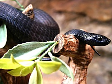 Укусила змея: Что нужно делать и чего делать нельзя