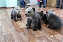 Четыре медвежонка родились в вольерном хозяйстве Уфы