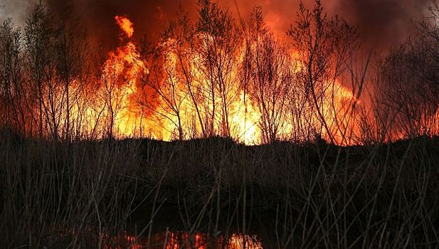 Почти 100 гектаров крымских лесов сгорело в пожарах с начала года
