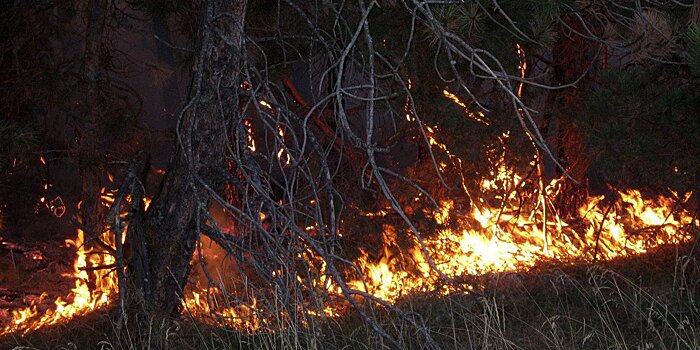 80 природных пожаров потушили в РФ за сутки