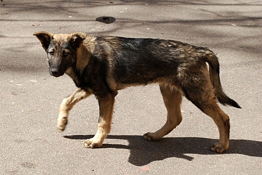 «Это провокация населения на жестокость»: в Тюмени начали истреблять бездомных собак с помощью капканов