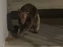 Легендарную чупакабру сняли на видео