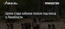 Целое стадо кабанов попало под поезд в Ленобласти