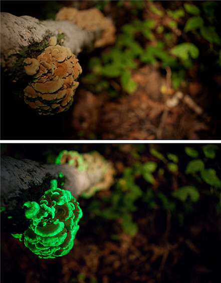 Форест-парк, Нью-Йорк.   Подобные светящиеся грибы вы можете найти в лесах Северной Америки. На фото — одна из 70 разновидностей, которые светятся благодаря окиcлению пигмента под названием люциферин.