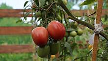 Желтые листья и серый налет: самые опасные заболевания помидоров и как их лечить