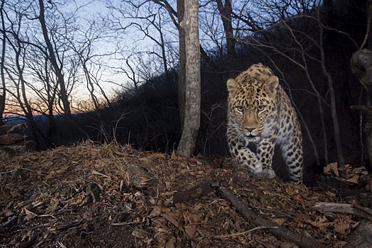 В Приморье выросла популяция дальневосточного леопарда