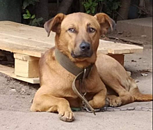 Потерявшаяся в Северном Тушине собака нашлась в Красногорске
