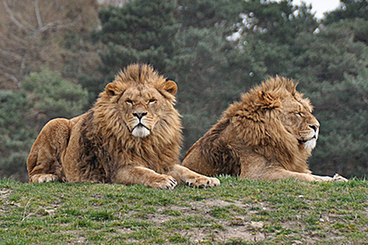 Двух львов застукали в объятиях