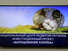В Дагестане возродят хлопководство