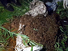 Закопанные трупы животных обнаружили зоозащитники в Ковернинском районе