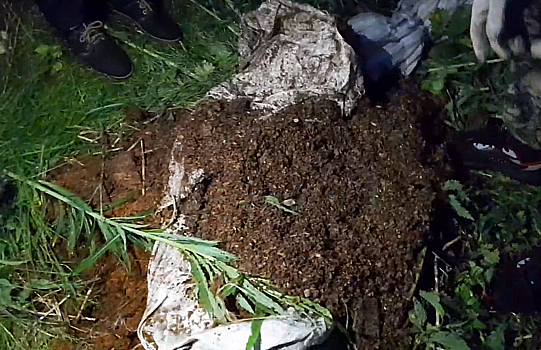Закопанные трупы животных обнаружили зоозащитники в Ковернинском районе