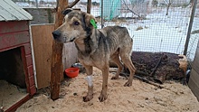 «Боялась, что наткнусь на труп»: сбежавший пёс Сергей вернулся в «Биосферу Балтики» через 9 дней